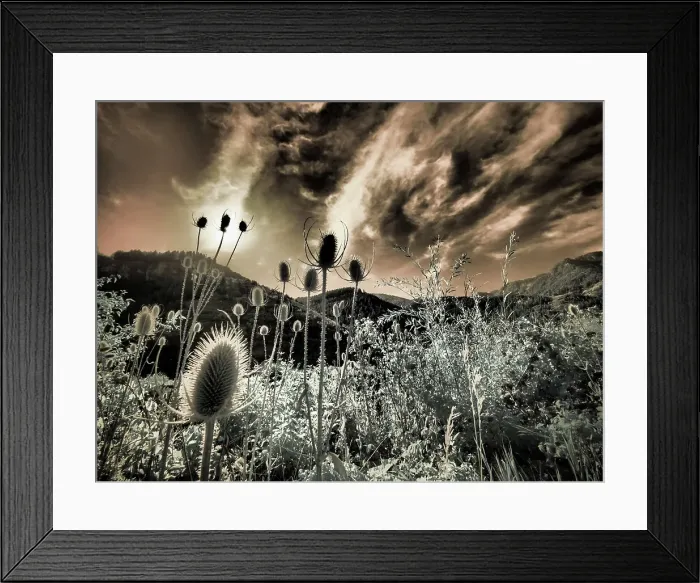 Framed Print : USA, Utah, Infrared of the Logan Pass area Date: 25-09-2020 Framed Print : USA, Utah, Infrared of the Logan Pass area Date: 25-09-2020