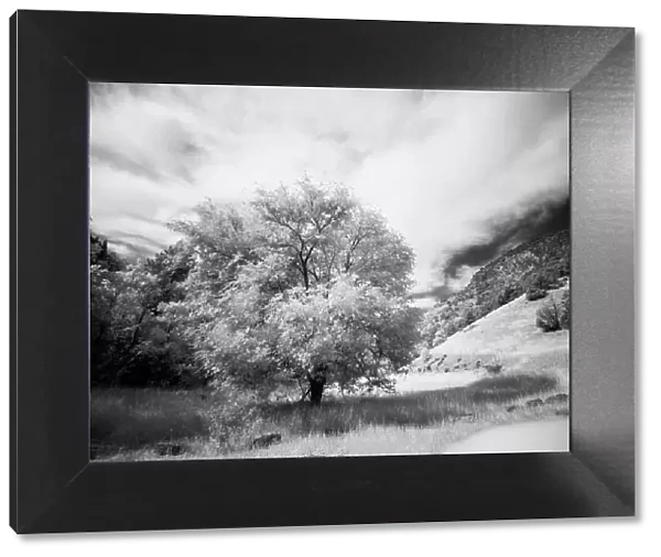 USA, Utah, Infrared of the Logan Pass area and lone tree Date: 25-09-2020