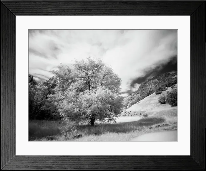 Framed Print : USA, Utah, Infrared of the Logan Pass area and lone tree Date: 25-09-2020 Framed Print : USA, Utah, Infrared of the Logan Pass area and lone tree Date: 25-09-2020