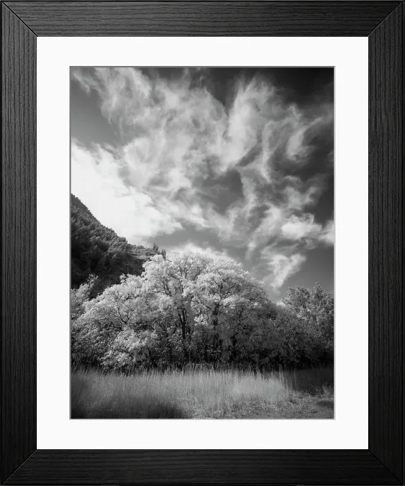 Framed Print : USA, Utah, Infrared of the Logan Pass area and lone tree Date: 25-09-2020 Framed Print : USA, Utah, Infrared of the Logan Pass area and lone tree Date: 25-09-2020