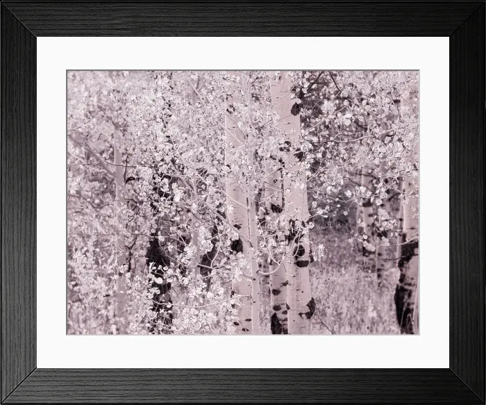 Framed Print : USA, Utah, Aspen Grove in infrared of the Logan Pass area Date: 25-09-2020 Framed Print : USA, Utah, Aspen Grove in infrared of the Logan Pass area Date: 25-09-2020