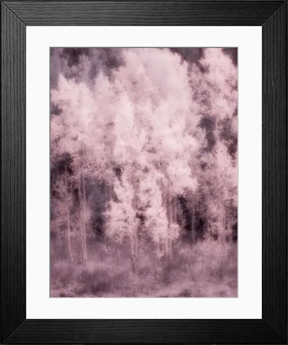 Framed Print : USA, Utah, Aspen Grove in infrared of the Logan Pass area Date: 25-09-2020 Framed Print : USA, Utah, Aspen Grove in infrared of the Logan Pass area Date: 25-09-2020