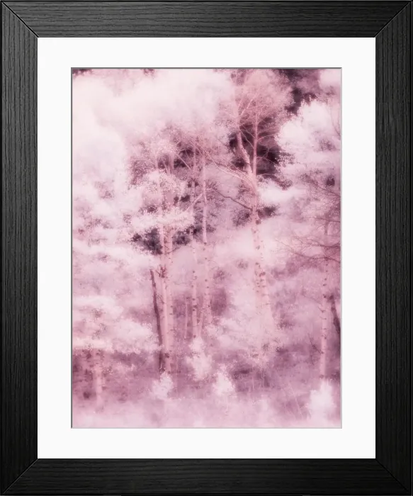 Framed Print : USA, Utah, Aspen Grove in infrared of the Logan Pass area Date: 25-09-2020