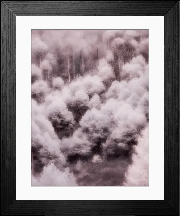 Framed Print : USA, Utah, Aspen Grove in infrared of the Logan Pass area Date: 25-09-2020 Framed Print : USA, Utah, Aspen Grove in infrared of the Logan Pass area Date: 25-09-2020