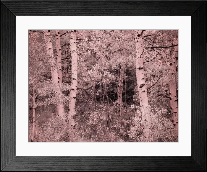 Framed Print : USA, Utah, Aspen Grove in infrared of the Logan Pass area Date: 26-09-2020 Framed Print : USA, Utah, Aspen Grove in infrared of the Logan Pass area Date: 26-09-2020