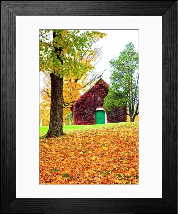 Framed Print : USA, New England, Vermont old brick building covered with ivy in Fall color Date: 06-10-2013 Framed Print : USA, New England, Vermont old brick building covered with ivy in Fall color Date: 06-10-2013