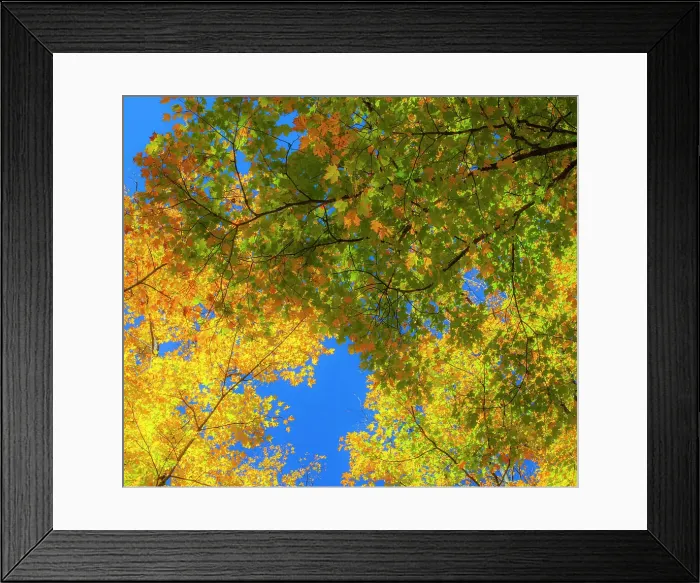 Framed Print : USA, New England, Vermont Autumn looking up into Sugar Maple Trees Date: 08-10-2013 Framed Print : USA, New England, Vermont Autumn looking up into Sugar Maple Trees Date: 08-10-2013
