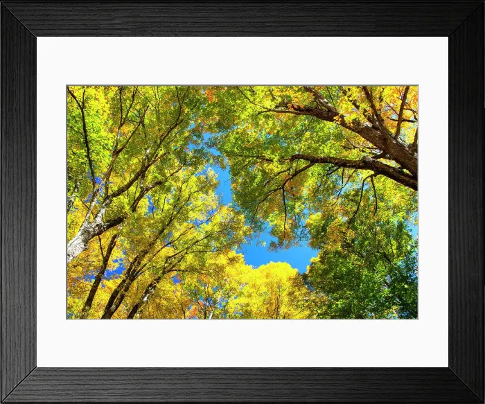 Framed Print : USA, New England, Vermont Autumn looking up into Sugar Maple Trees Date: 08-10-2013 Framed Print : USA, New England, Vermont Autumn looking up into Sugar Maple Trees Date: 08-10-2013