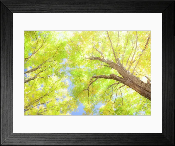 Framed Print : USA, New England, Vermont Autumn looking up into Sugar Maple Trees Date: 08-10-2013 Framed Print : USA, New England, Vermont Autumn looking up into Sugar Maple Trees Date: 08-10-2013