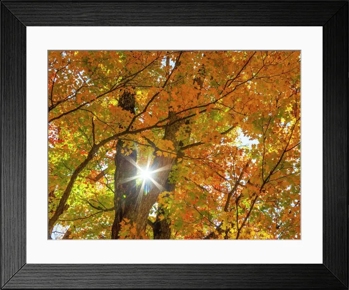 Framed Print : USA, New England, Vermont Autumn looking up into Sugar Maple Trees with star burst Date: 08-10-2013 Framed Print : USA, New England, Vermont Autumn looking up into Sugar Maple Trees with star burst Date: 08-10-2013