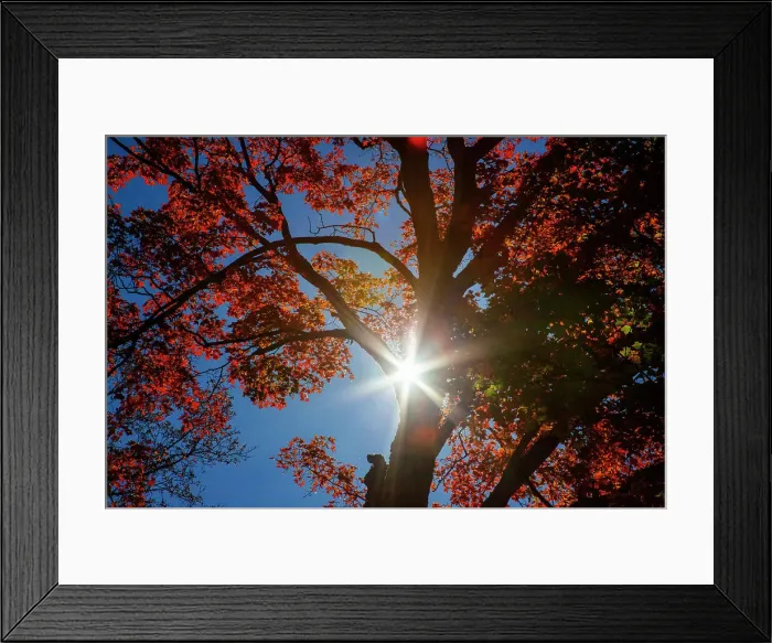 Framed Print : USA, New England, Vermont Autumn looking up into Sugar Maple Trees with star burst Date: 08-10-2013 Framed Print : USA, New England, Vermont Autumn looking up into Sugar Maple Trees with star burst Date: 08-10-2013