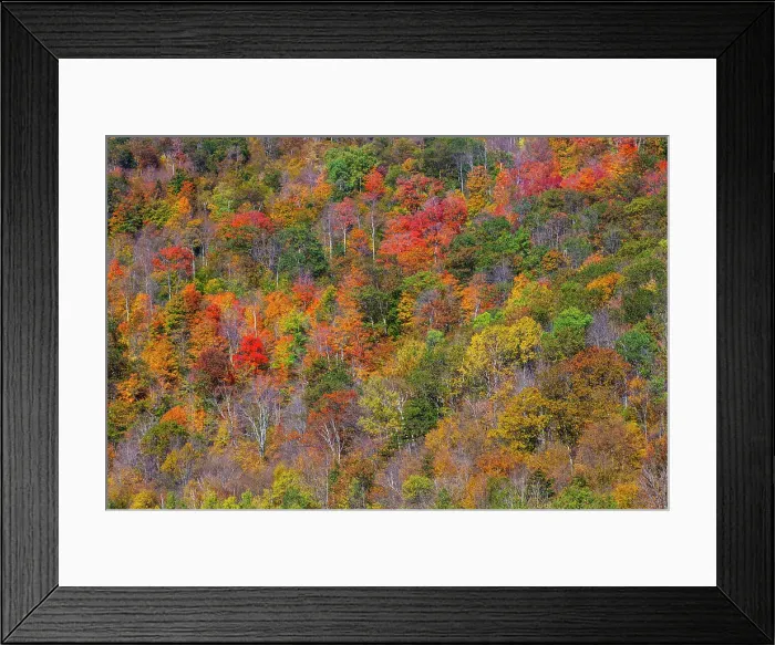 Framed Print : USA, New England, Vermont, Plymouth, Fall colors on hillside Date: 08-10-2013