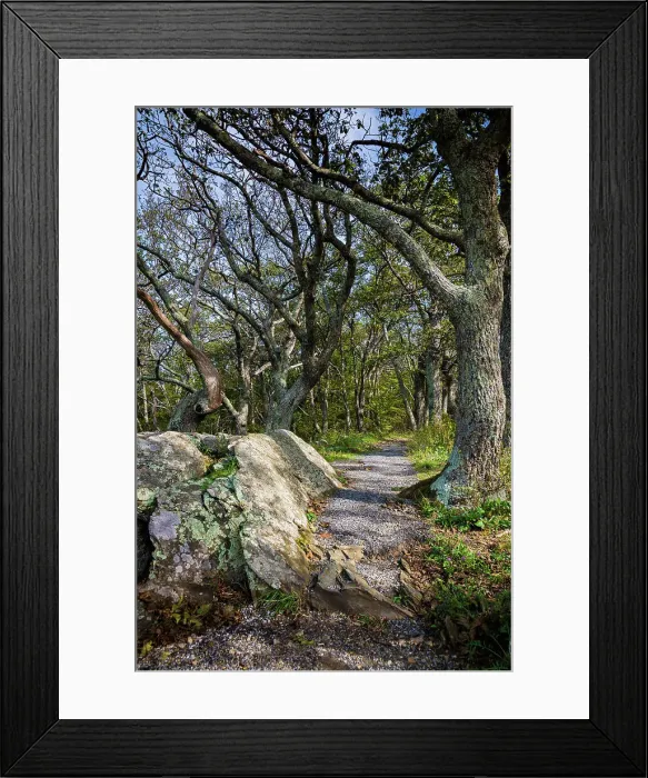 Framed Print : Path, Shenandoah, Blue Ridge Parkway, Smoky Mountains, USA. Date: 02-10-2018 Framed Print : Path, Shenandoah, Blue Ridge Parkway, Smoky Mountains, USA. Date: 02-10-2018