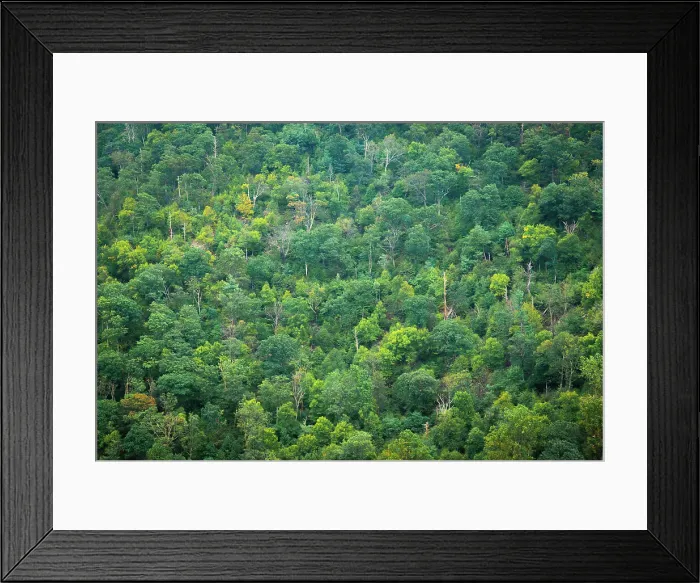 Framed Print : Forest, Shenandoah, Blue Ridge Parkway, Smoky Mountains, USA. Date: 02-10-2018 Framed Print : Forest, Shenandoah, Blue Ridge Parkway, Smoky Mountains, USA. Date: 02-10-2018