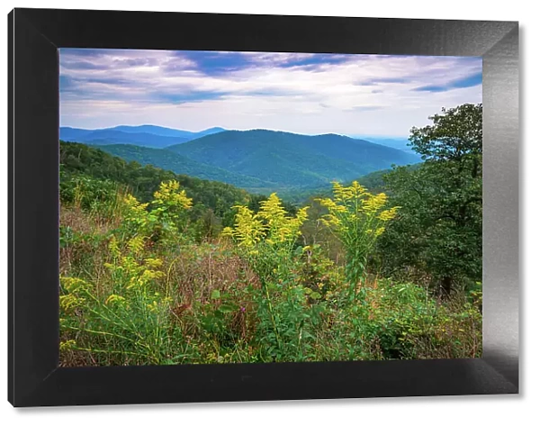 Vista with goldenrod, Shenandoah, Blue Ridge Parkway, Smoky Mountains, USA. Date: 02-10-2018