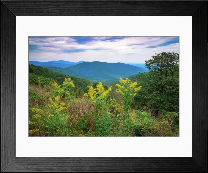 Framed Print : Vista with goldenrod, Shenandoah, Blue Ridge Parkway, Smoky Mountains, USA. Date: 02-10-2018
