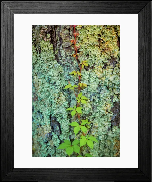 Framed Print : Mossy bark, Peaks Of Otter, Blue Ridge Parkway, Smoky Mountains, USA. Date: 04-10-2018