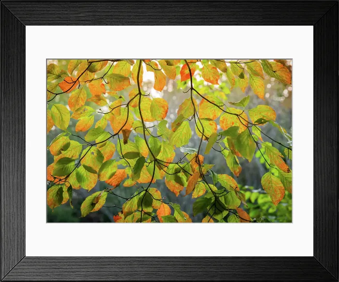 Framed Print : Backlit branch with golden leaves, Peaks Of Otter, Blue Ridge Parkway, Smoky Mountains, USA. Date: 04-10-2018