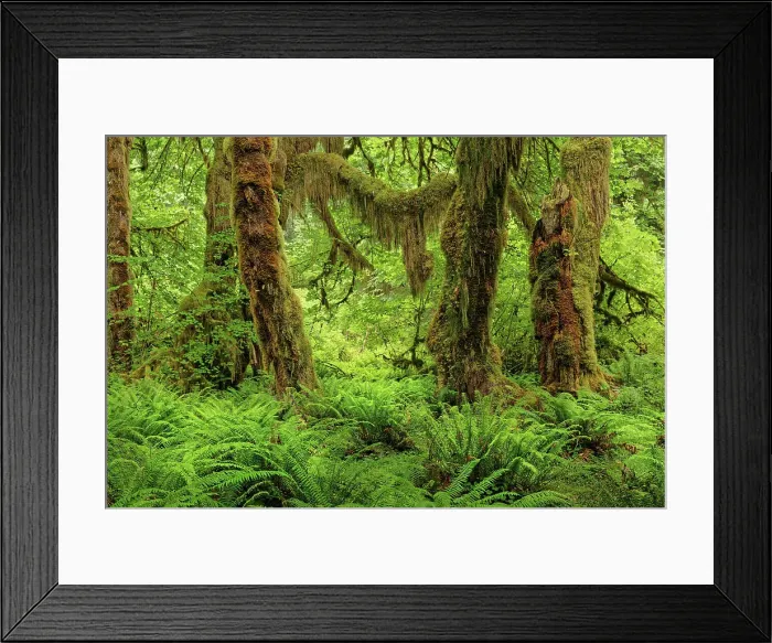 Framed Print : Big Leaf Maple tree draped with Club Moss, Hoh Rainforest, Olympic National Park, Washington State Date: 19-06-2013 Framed Print : Big Leaf Maple tree draped with Club Moss, Hoh Rainforest, Olympic National Park, Washington State Date: 19-06-2013