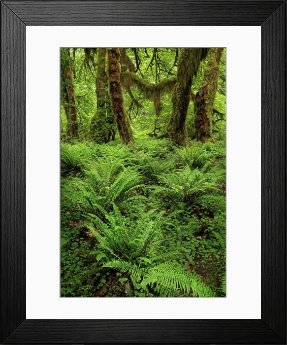 Framed Print : Big Leaf Maple tree draped with Club Moss, Hoh Rainforest, Olympic National Park, Washington State Date: 19-06-2013 Framed Print : Big Leaf Maple tree draped with Club Moss, Hoh Rainforest, Olympic National Park, Washington State Date: 19-06-2013
