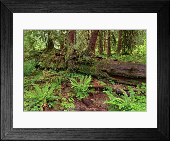 Framed Print : Nurse log and Big Leaf Maple tree draped with Club Moss, Hoh Rainforest, Olympic National Park, Washington State Date: 19-06-2013 Framed Print : Nurse log and Big Leaf Maple tree draped with Club Moss, Hoh Rainforest, Olympic National Park, Washington State Date: 19-06-2013
