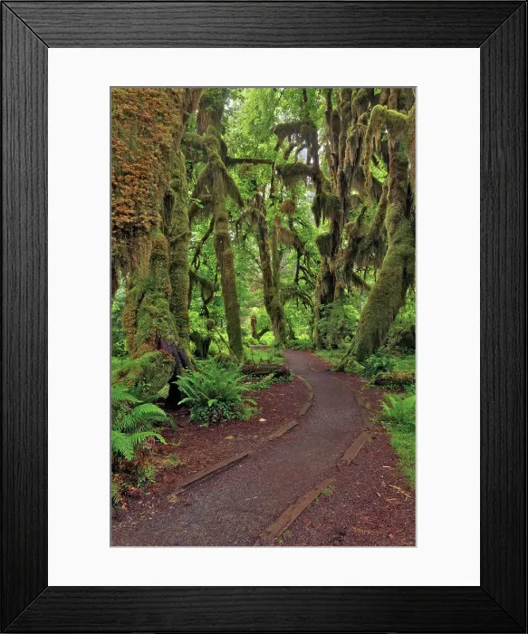 Framed Print : Footpath through forest draped with Club Moss, Hoh Rainforest, Olympic National Park, Washington State Date: 19-06-2013 Framed Print : Footpath through forest draped with Club Moss, Hoh Rainforest, Olympic National Park, Washington State Date: 19-06-2013