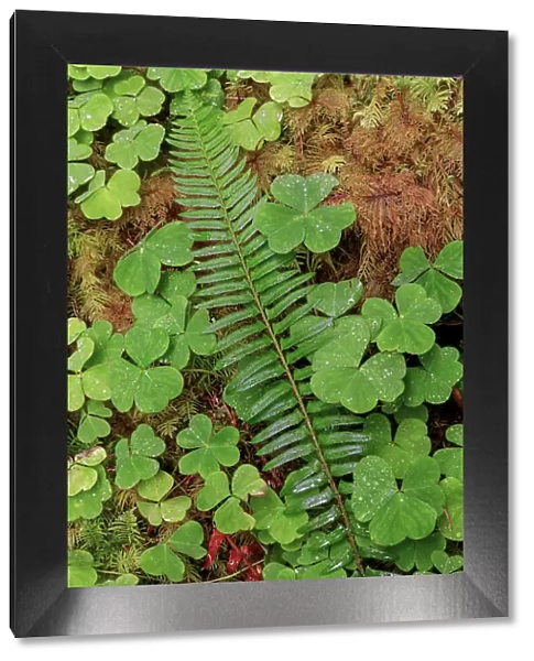 Ferns and sorrel on forest floor, Hoh Rainforest, Olympic National Park, Washington State Date: 19-06-2013