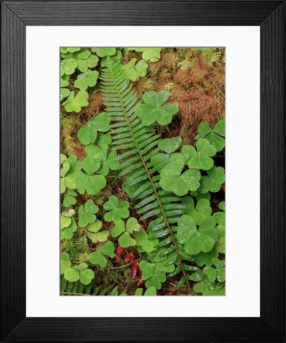 Framed Print : Ferns and sorrel on forest floor, Hoh Rainforest, Olympic National Park, Washington State Date: 19-06-2013 Framed Print : Ferns and sorrel on forest floor, Hoh Rainforest, Olympic National Park, Washington State Date: 19-06-2013