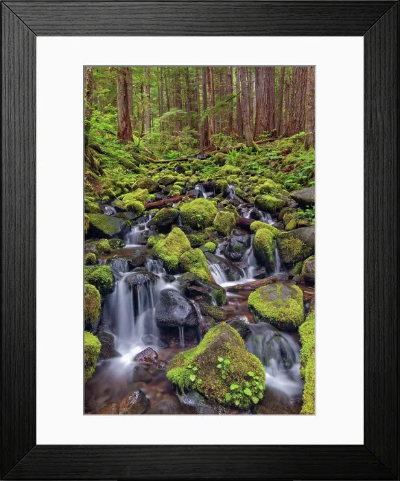 Framed Print : Small stream cascading through moss covered rocks, Hoh Rainforest, Olympic National Park, Washington State Date: 19-06-2013 Framed Print : Small stream cascading through moss covered rocks, Hoh Rainforest, Olympic National Park, Washington State Date: 19-06-2013
