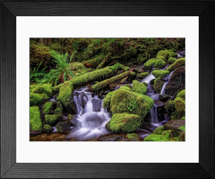 Framed Print : Small stream cascading through moss covered rocks, Hoh Rainforest, Olympic National Park, Washington State Date: 19-06-2013 Framed Print : Small stream cascading through moss covered rocks, Hoh Rainforest, Olympic National Park, Washington State Date: 19-06-2013