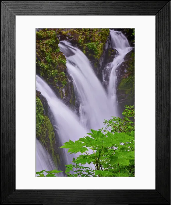 Framed Print : Sol Duc River and Falls, Olympic National Park, Washington State Date: 19-06-2013 Framed Print : Sol Duc River and Falls, Olympic National Park, Washington State Date: 19-06-2013