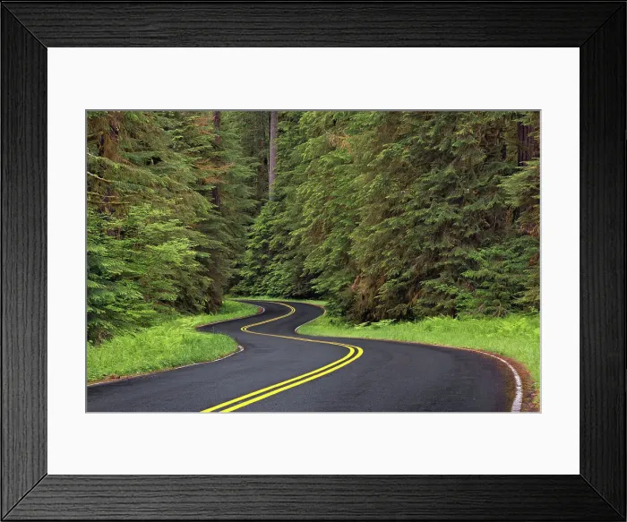 Framed Print : Curving road though lush forest, Olympic National Park, Washington State Date: 19-06-2013