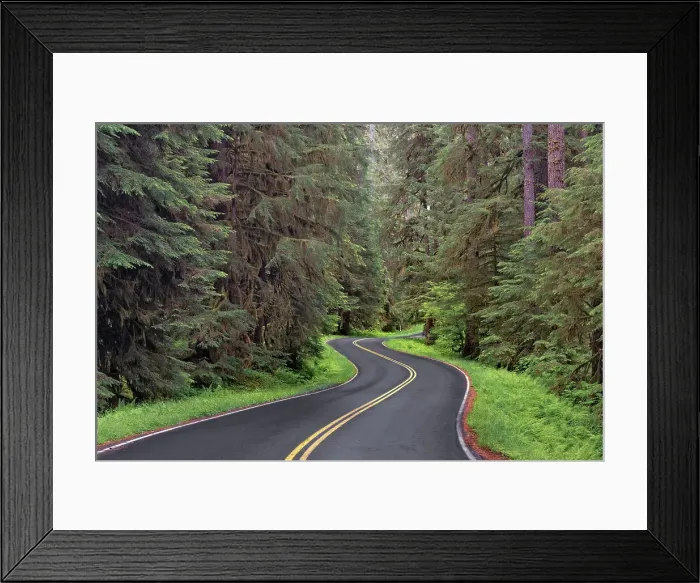 Framed Print : Curving road though lush forest, Olympic National Park, Washington State Date: 19-06-2013 Framed Print : Curving road though lush forest, Olympic National Park, Washington State Date: 19-06-2013