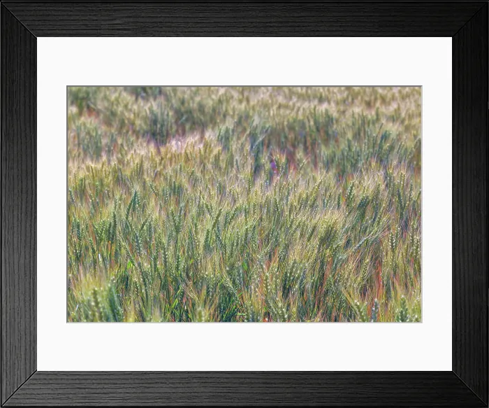 Framed Print : Wheat crop close-up, Palouse region of eastern Washington State Date: 13-06-2013 Framed Print : Wheat crop close-up, Palouse region of eastern Washington State Date: 13-06-2013