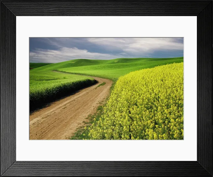 Framed Print : Rural farm road through yellow canola and green wheat crops, Palouse region of eastern Washington State. Date: 14-06-2013
