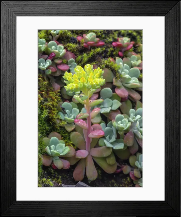 Framed Print : Broadleaf stonecrop, Olympic National Park, Washington State Date: 20-06-2013 Framed Print : Broadleaf stonecrop, Olympic National Park, Washington State Date: 20-06-2013