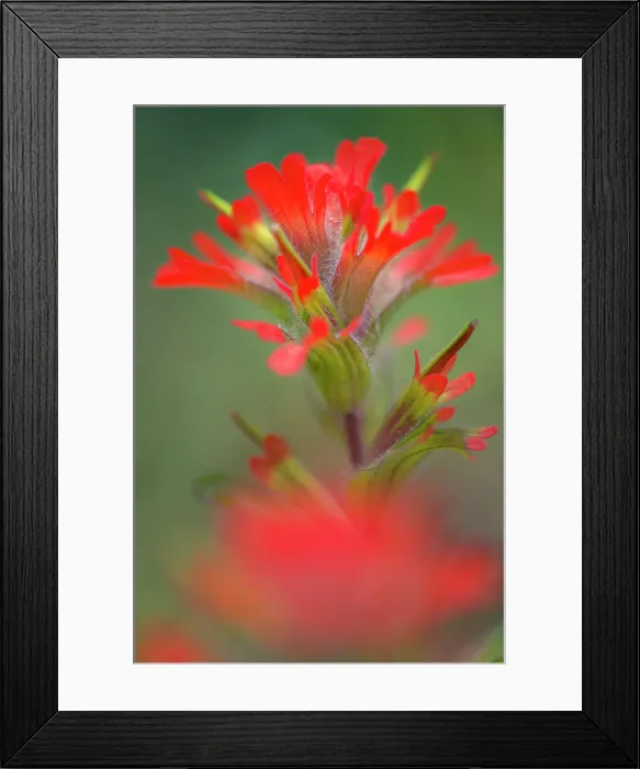 Framed Print : Indian paintbrush, Olympic National Park, Washington State Date: 20-06-2013