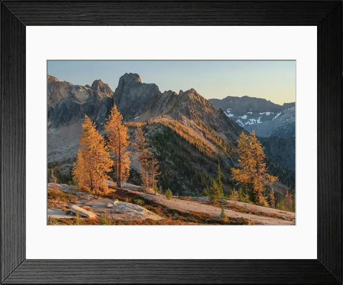Framed Print : Subalpine Larches in golden autumn color at Cutthroat Pass. Cutthroat Peak is in the distance. North Cascades, Washington State Date: 05-10-2020 Framed Print : Subalpine Larches in golden autumn color at Cutthroat Pass. Cutthroat Peak is in the distance. North Cascades, Washington State Date: 05-10-2020