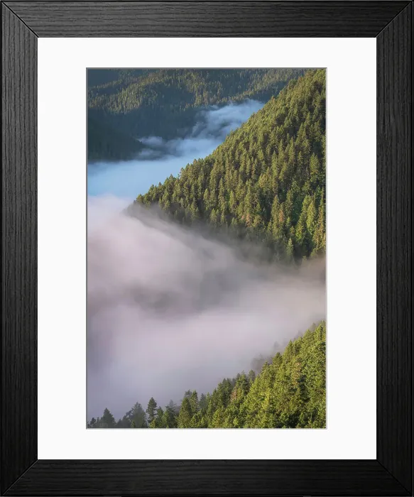 Framed Print : Fog in valley and slopes of Olympic Mountains. Olympic National Park, Washington State Date: 15-07-2021 Framed Print : Fog in valley and slopes of Olympic Mountains. Olympic National Park, Washington State Date: 15-07-2021