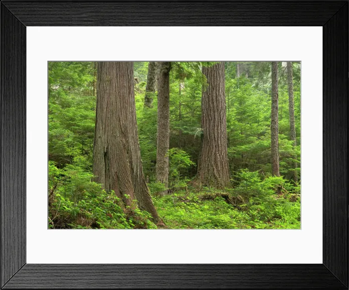 Framed Print : Old Growth forest in Heart O the Hills, Olympic National Park, Washington State Date: 15-07-2021