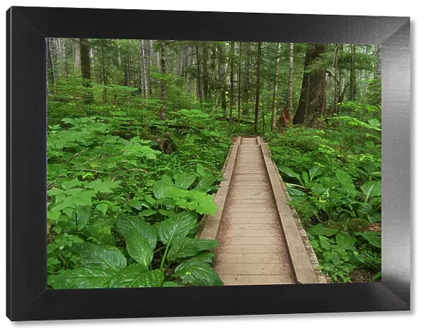 Heart of the Forest Trail Boardwalk Olympic National Park. Date: 15-07-2021