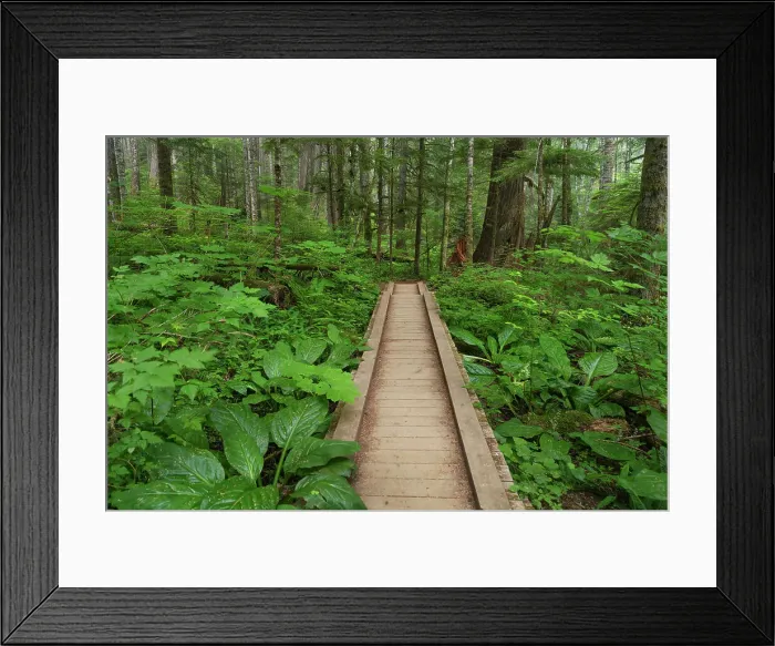 Framed Print : Heart of the Forest Trail Boardwalk Olympic National Park. Date: 15-07-2021 Framed Print : Heart of the Forest Trail Boardwalk Olympic National Park. Date: 15-07-2021