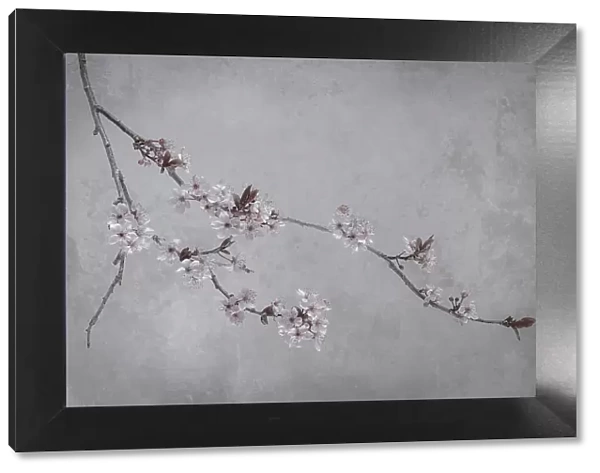 USA, Washington State, Seabeck. Flowering plum branch. Date: 13-03-2020