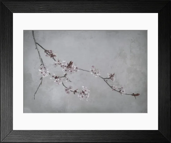 Framed Print : USA, Washington State, Seabeck. Flowering plum branch. Date: 13-03-2020 Framed Print : USA, Washington State, Seabeck. Flowering plum branch. Date: 13-03-2020
