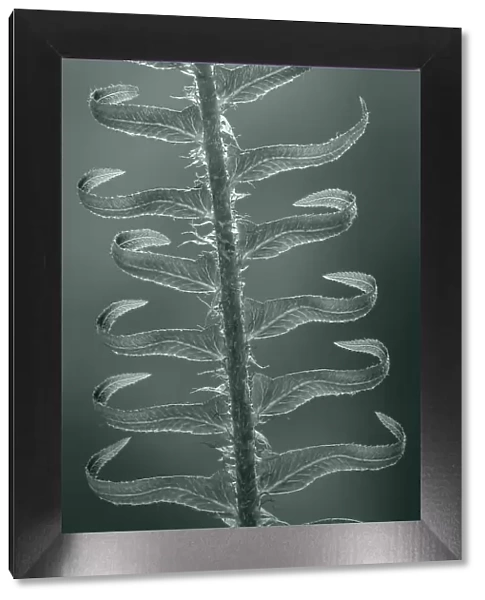 USA, Washington State, Seabeck. Sword fern in spring. Date: 29-04-2020