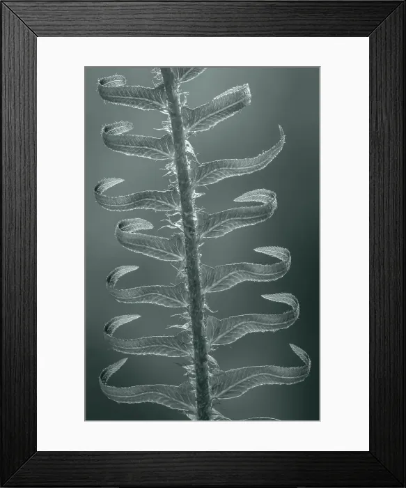 Framed Print : USA, Washington State, Seabeck. Sword fern in spring. Date: 29-04-2020 Framed Print : USA, Washington State, Seabeck. Sword fern in spring. Date: 29-04-2020