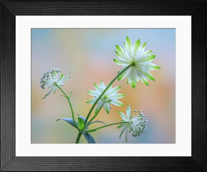 Framed Print : USA, Washington State, Seabeck. Astrantia blossoms close-up. Date: 09-06-2020 Framed Print : USA, Washington State, Seabeck. Astrantia blossoms close-up. Date: 09-06-2020