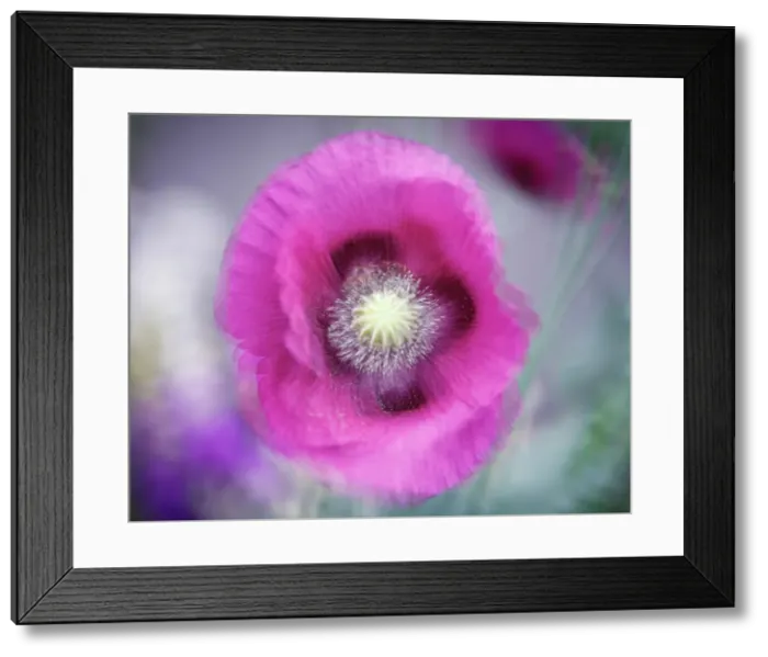 Framed Print : USA, Washington State, Seabeck. Abstract pink poppy. Date: 03-07-2020 Framed Print : USA, Washington State, Seabeck. Abstract pink poppy. Date: 03-07-2020