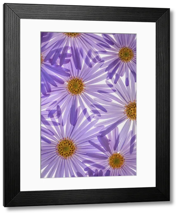 Framed Print : USA, Washington State, Seabeck. Purple aster flowers close-up. Date: 04-09-2020 Framed Print : USA, Washington State, Seabeck. Purple aster flowers close-up. Date: 04-09-2020