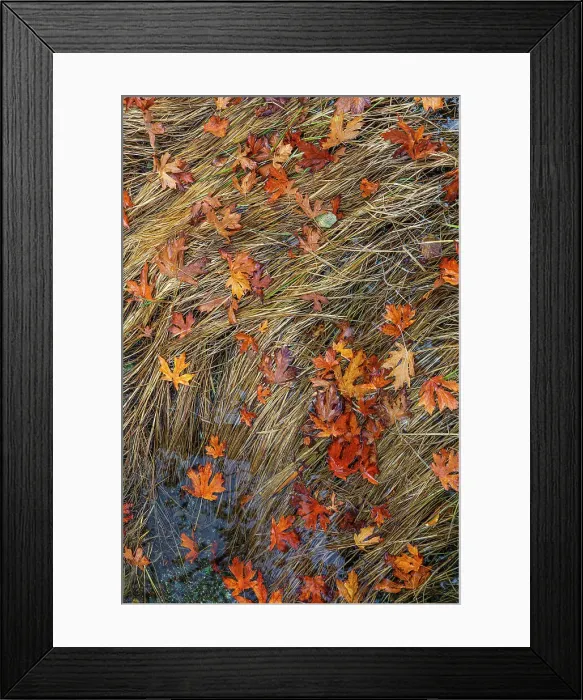 Framed Print : USA, Washington State, Poulsbo. Panoramic of fallen bigleaf maple leaves in grass. Date: 06-10-2020 Framed Print : USA, Washington State, Poulsbo. Panoramic of fallen bigleaf maple leaves in grass. Date: 06-10-2020